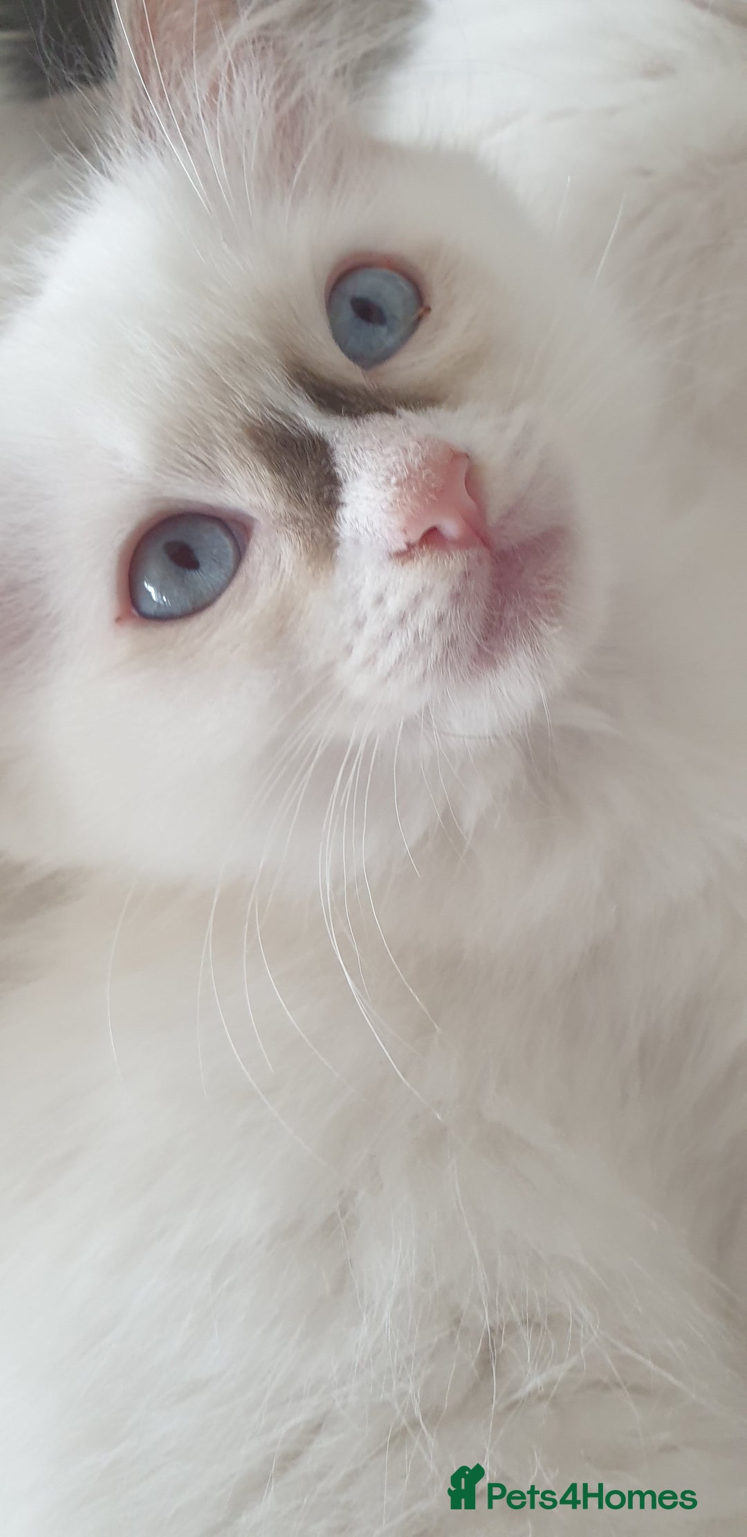 Ragdoll cats for sale: GCCF Chocolate Point with White Bi-color Kittens - Image 33