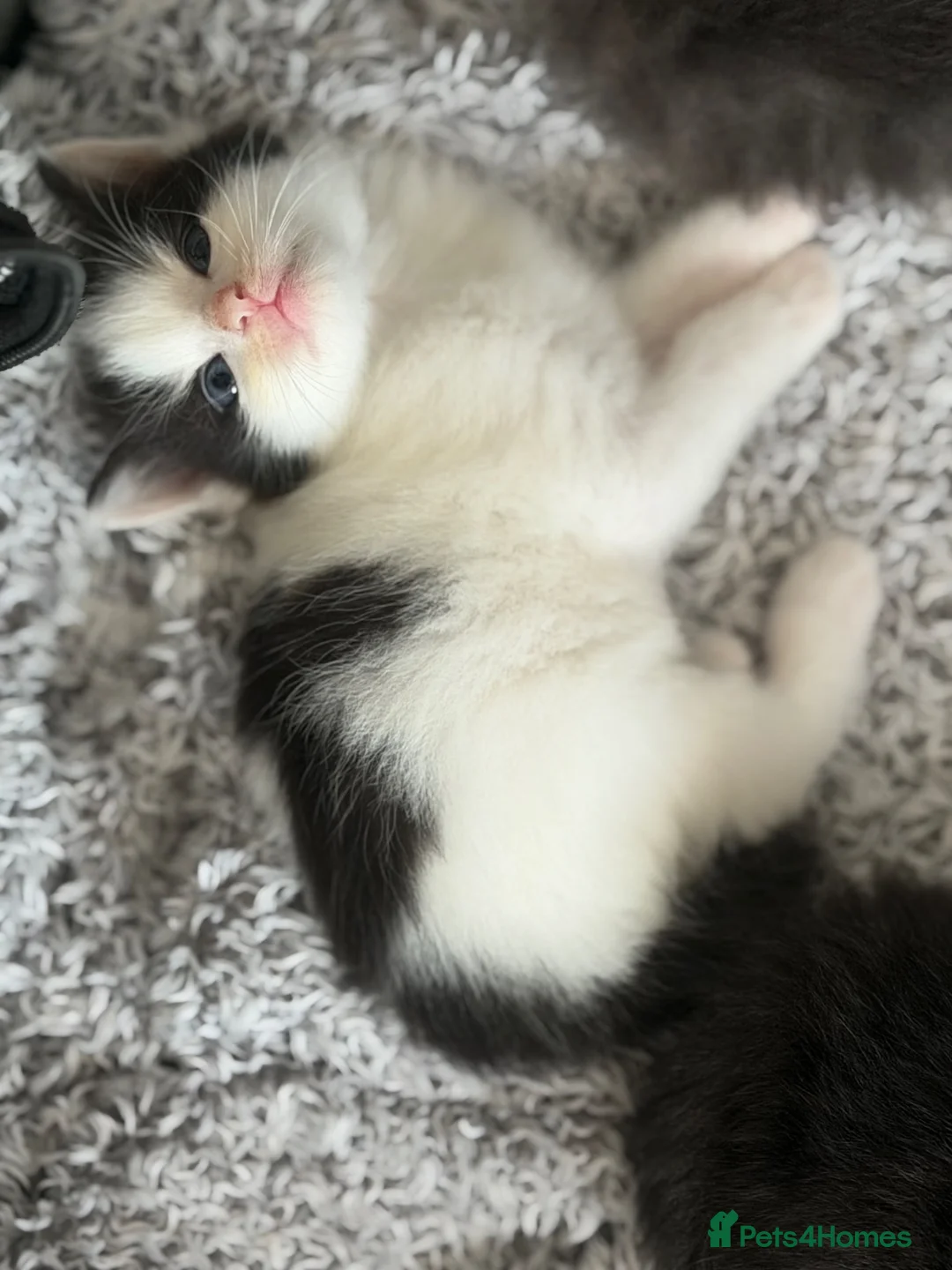 Mixed Breed cats for sale: 3 beautiful kittens for sale  - Advert 26