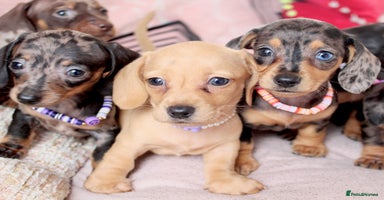Miniature Dachshund dogs - Advert 2