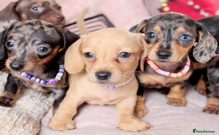 Miniature Dachshund dogs - Advert 2
