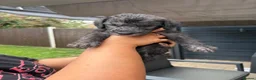 Bedlington Terrier dogs for sale: Bedlington terriers in Rochester - Advert 11