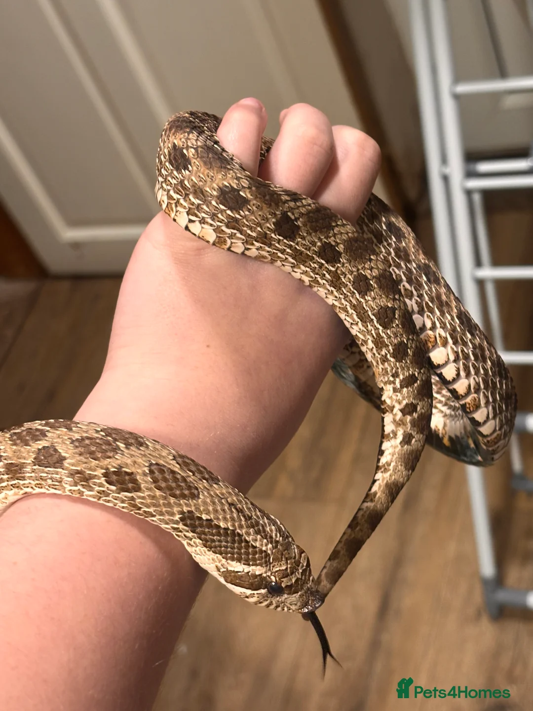 Snake reptiles for sale: Female western hognose  - Advert 5
