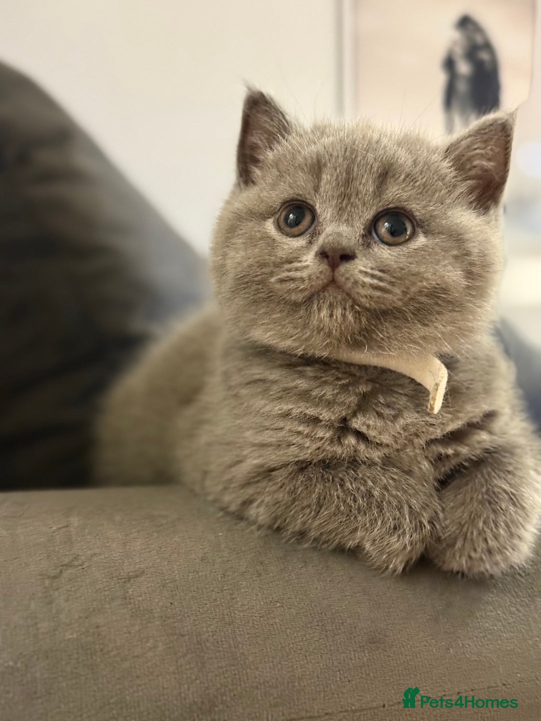 Scottish Fold cats for sale: Scottish straight - Image 13