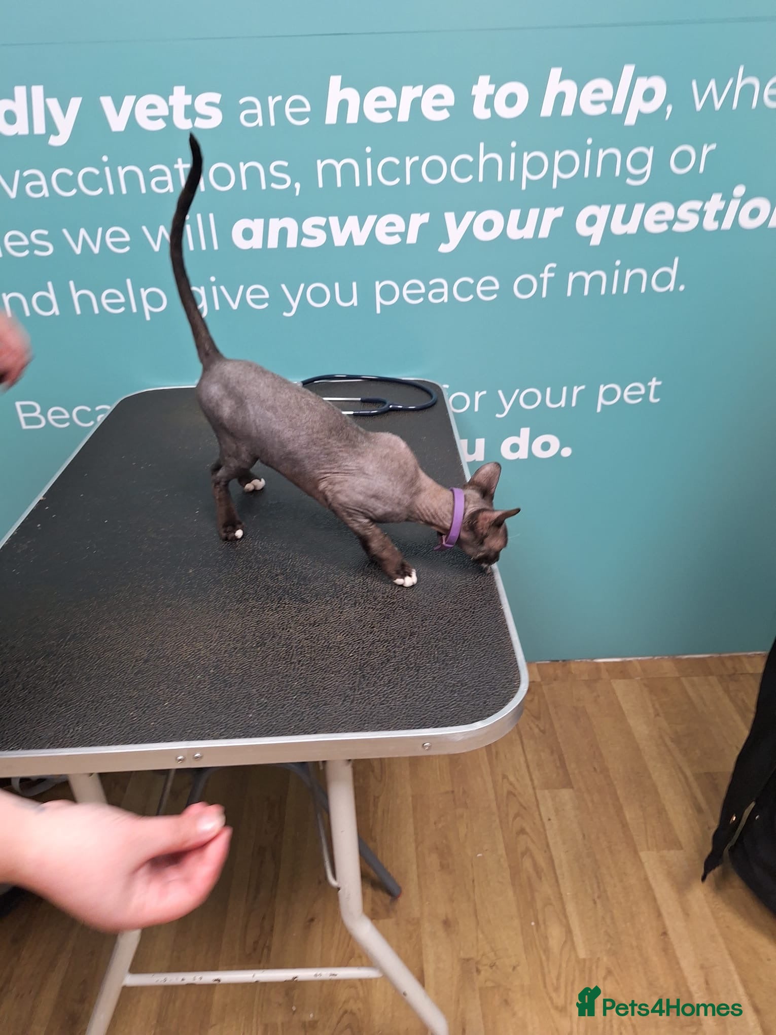 Sphynx cats Stunning Seal Point Sphynx Kitten –  - Advert 15