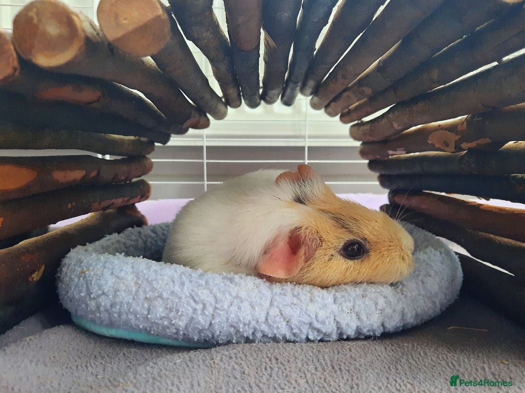 Guinea Pig rodents for sale: Parsnip - Image 3