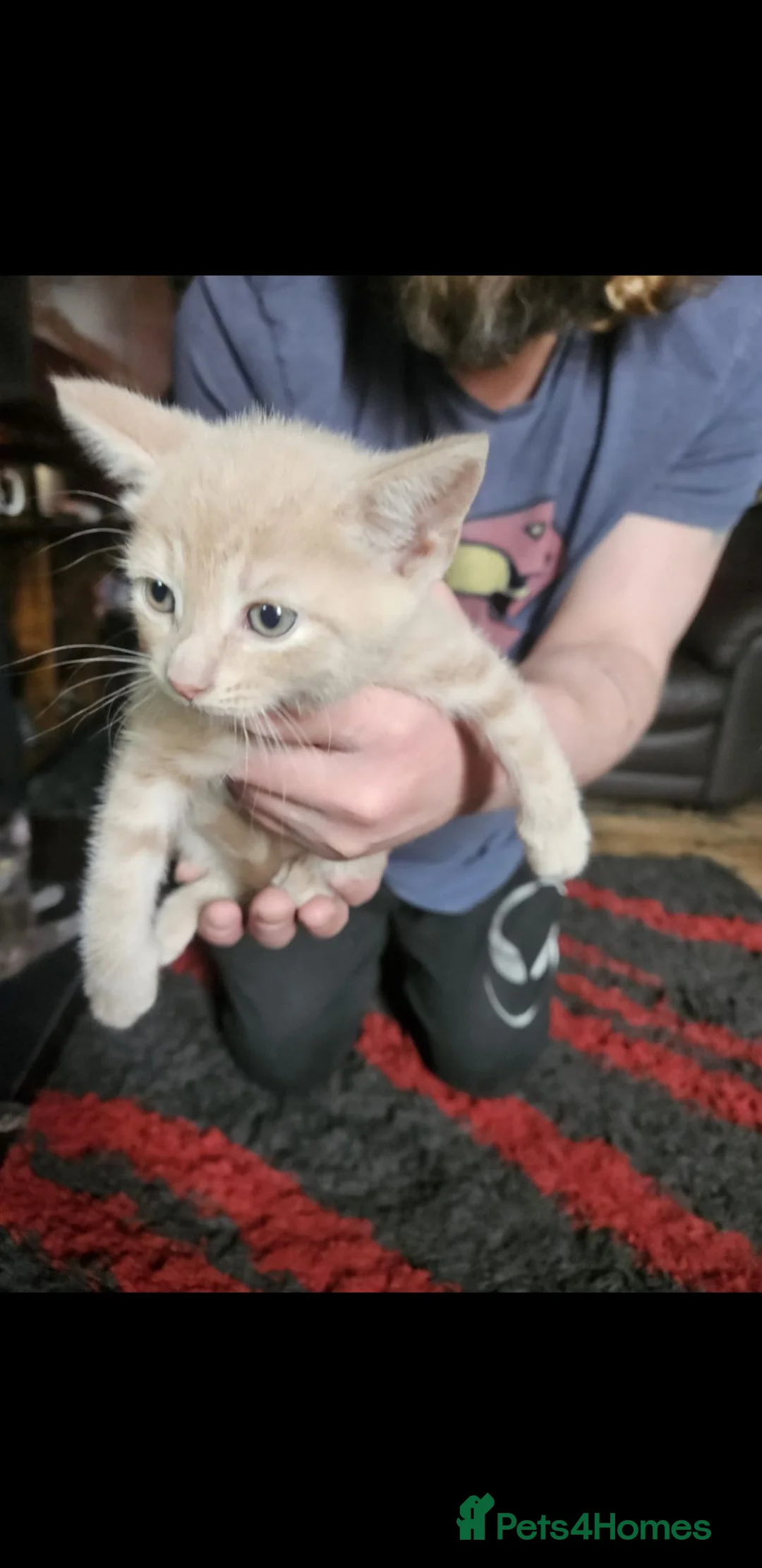 Russian Blue cats for sale: russian blue x kittens in Dewsbury - Advert 2