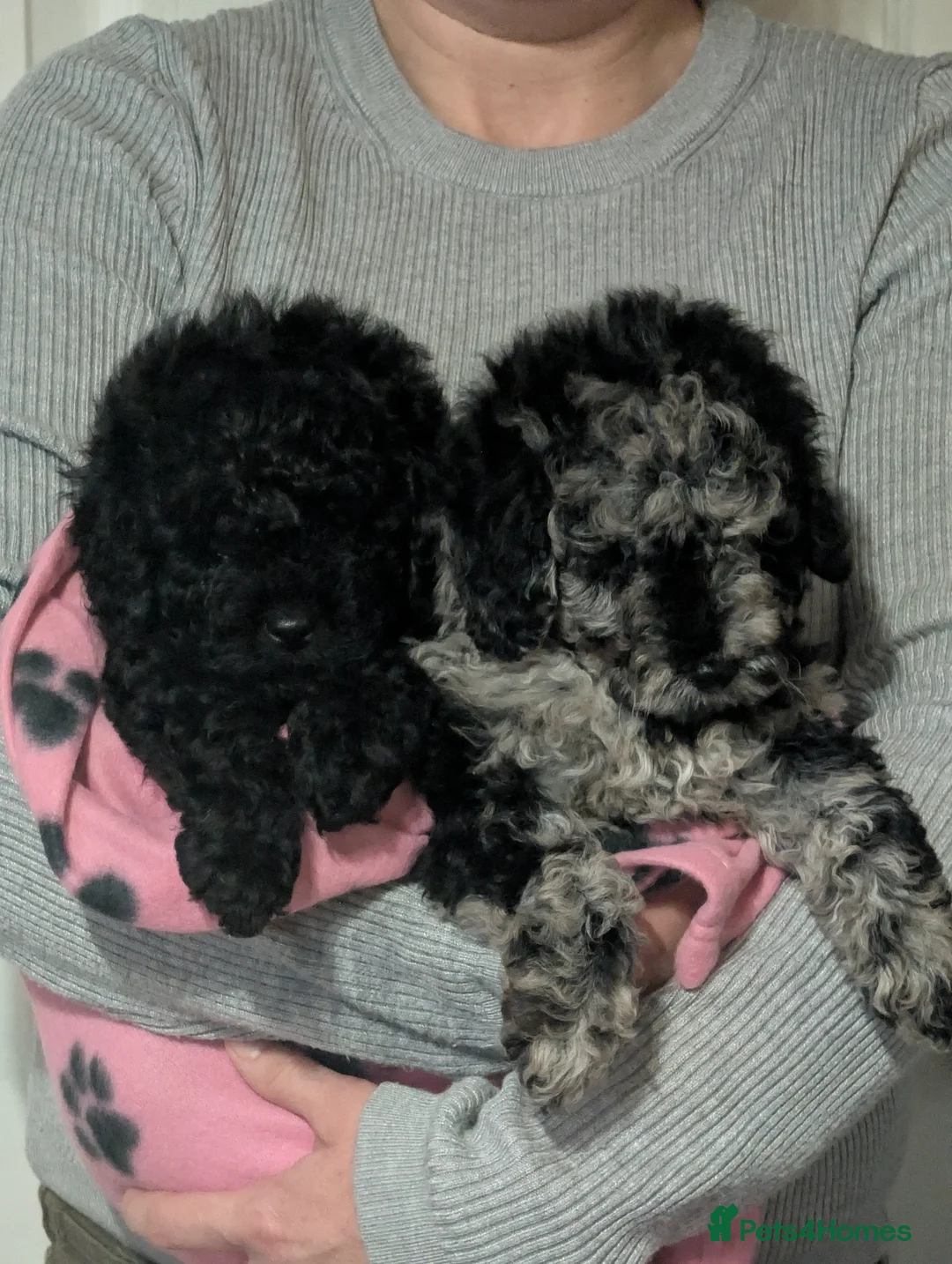 Cockapoo dogs for sale: cockerpoo girl pup's  - Advert 2