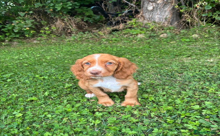 Cocker Spaniel dogs - Advert 3