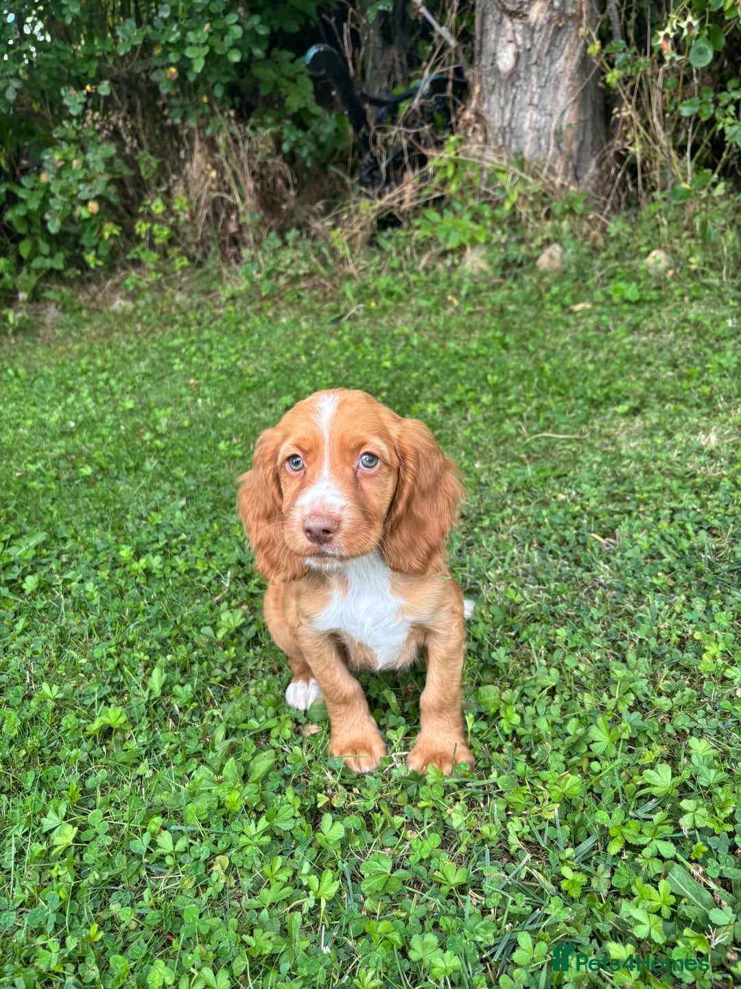 Cocker Spaniel dogs for sale: 4 adorable cocker spaniel puppies needing new home - Image 1