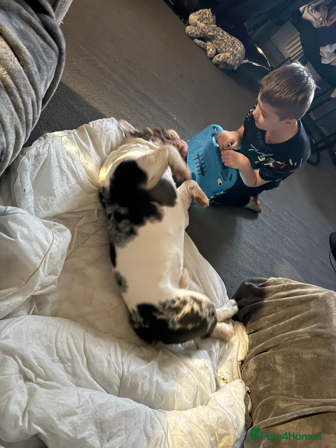 English Bulldog dogs for sale: Reggie looking for 5 star home  - Advert 26