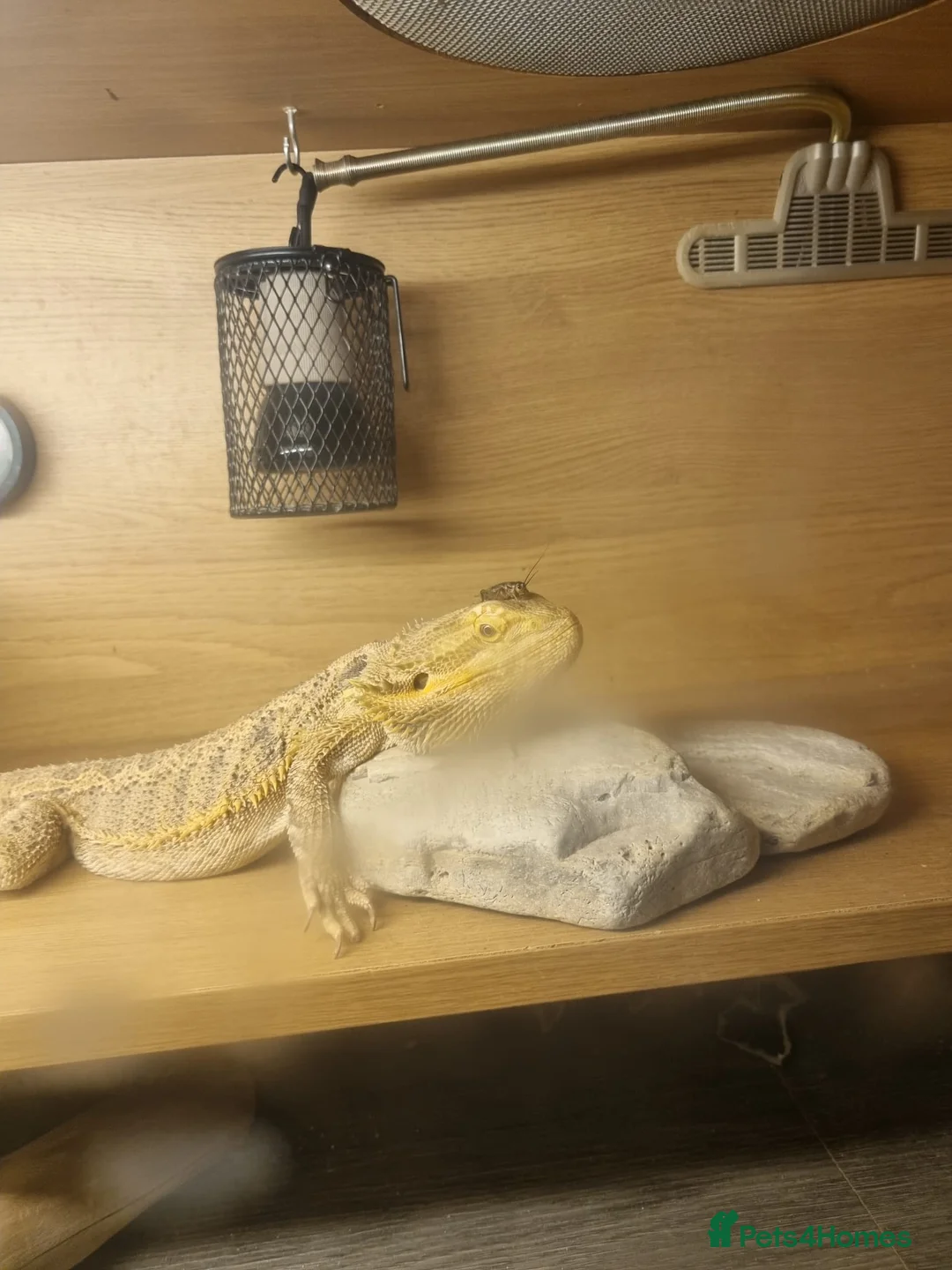 Bearded Dragon reptiles for sale: Male bearded dragon  - Advert 4