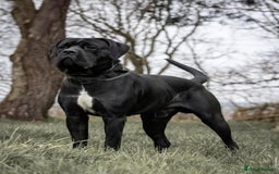 Cane Corso dogs for sale: 1 & only uk bloodline - Image 10