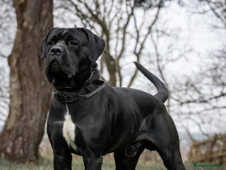 Cane Corso dogs ONE & ONLY UK LITTER DEL DYRIUM BLOOD LINES 🖤 - Advert 6