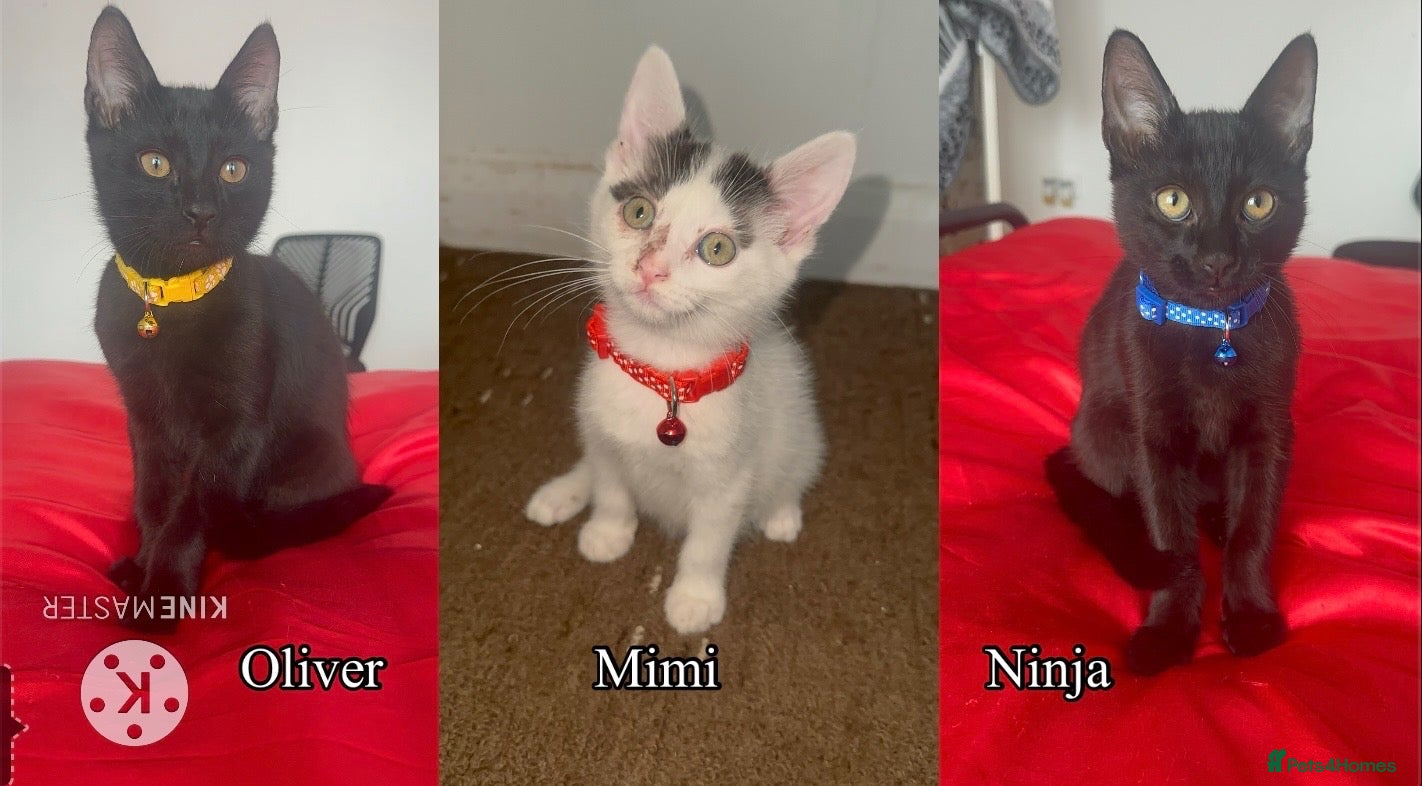 Mixed Breed cats Black Brown and White Kittens - Advert 10