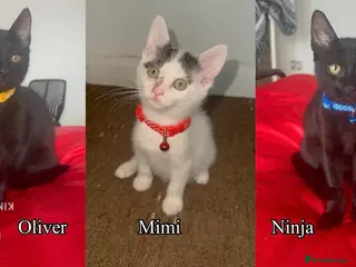 Mixed Breed cats Black Brown and White Kittens - Advert 10