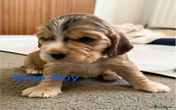 Cocker Spaniel dogs for sale: Cocker Spaniel Pups, KC, Health Tested, Champ Line - Image 10