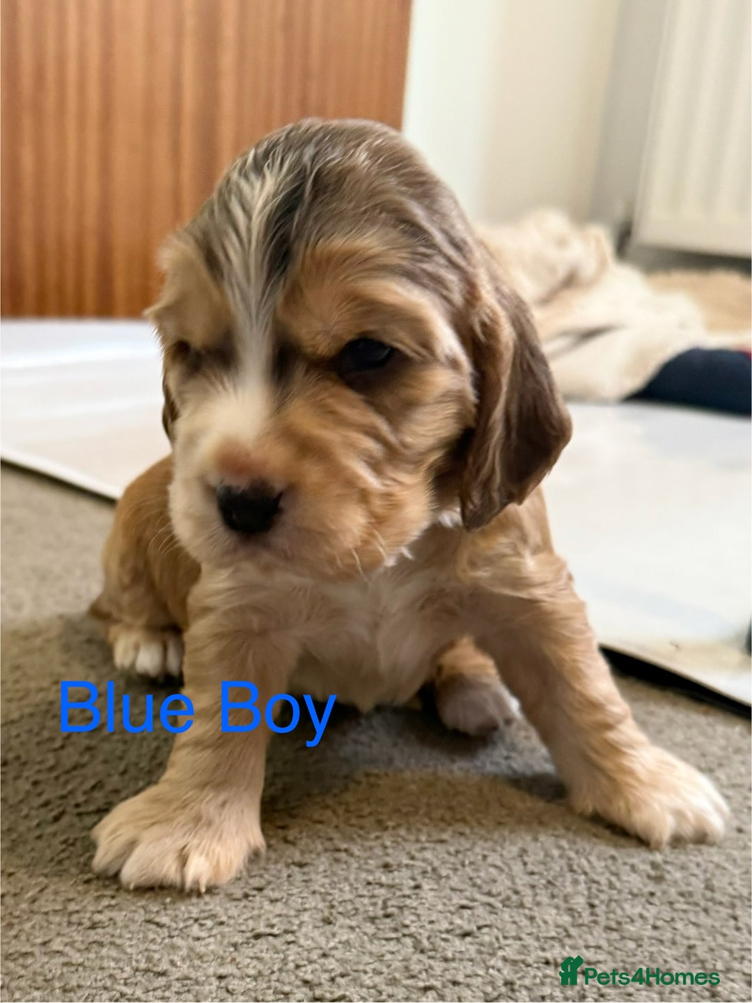 Cocker Spaniel dogs for sale: Cocker Spaniel Pups, KC, Health Tested, Champ Line - Image 10