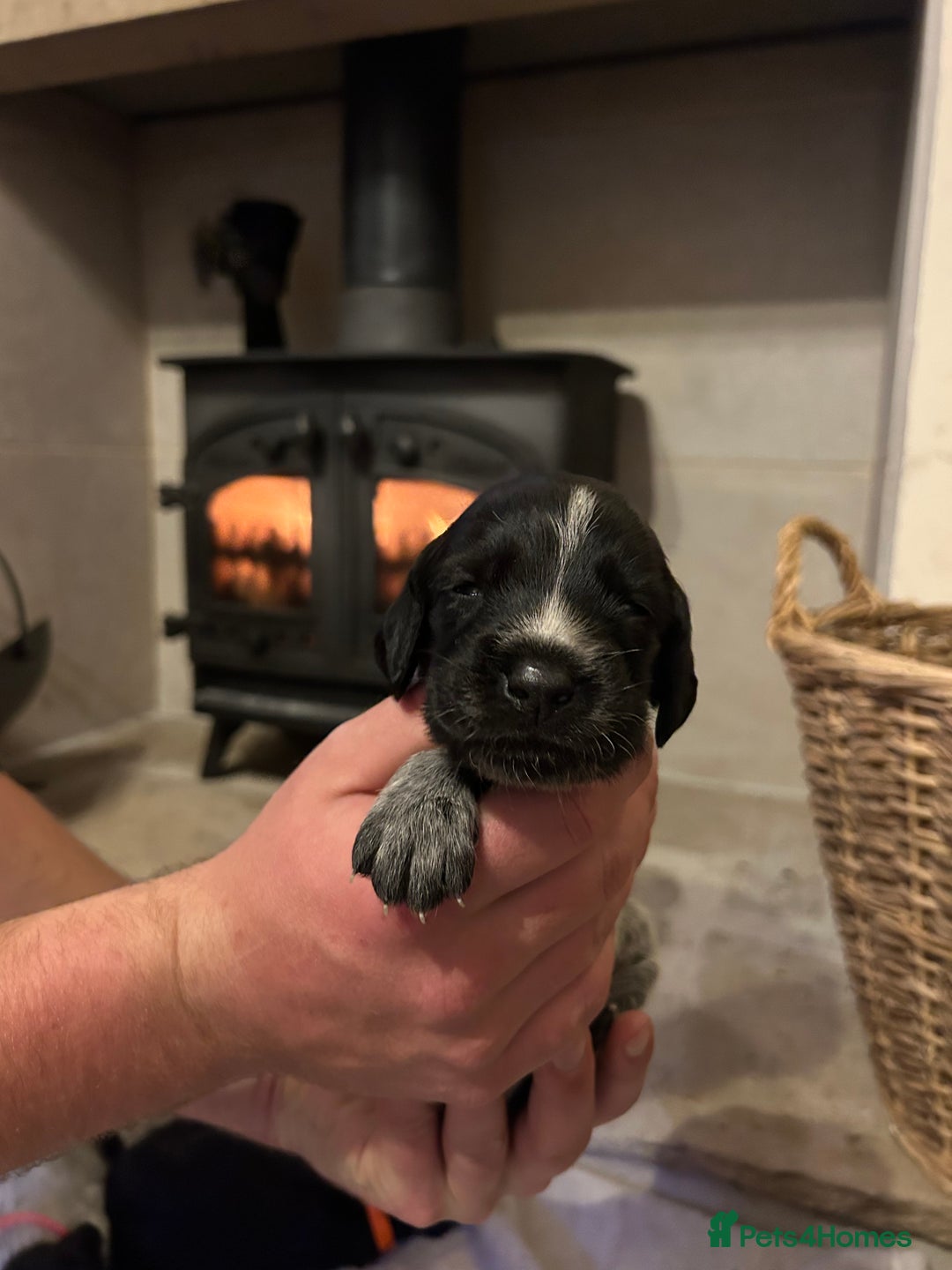 Mixed Breed dogs for sale: German wirehaired pointer x German wirehaired/Lab - Image 14