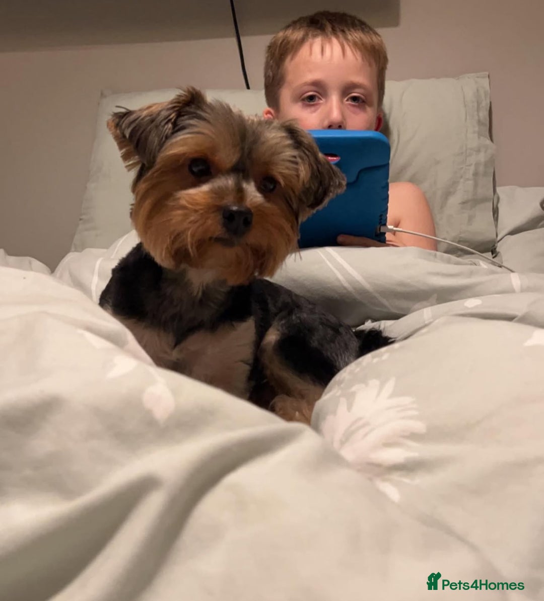 Mixed Breed dogs for sale: Miniature Dorkie - Yorkshire Terrier/Dashaund - Image 6