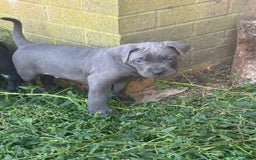 Cane Corso dogs for sale: Cane corso pups - Image 4
