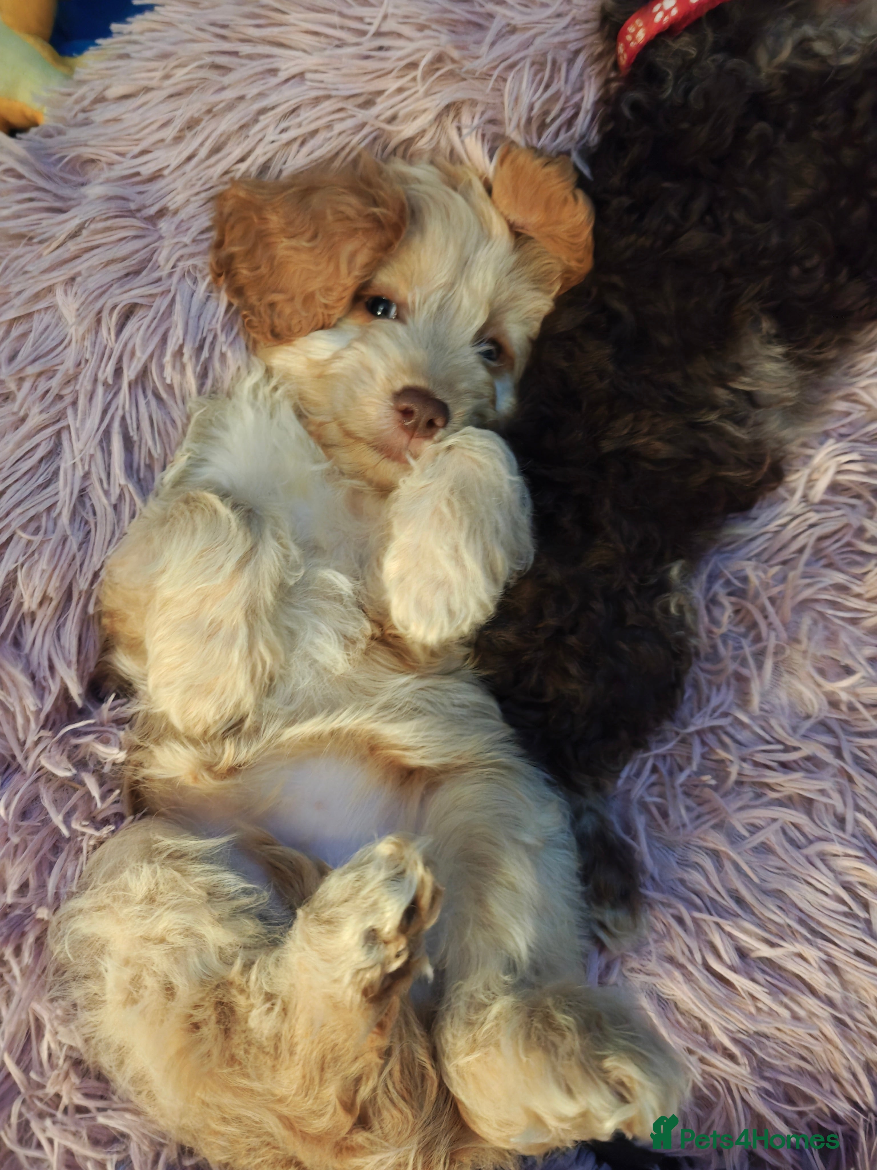 Cockapoo dogs Cockapoo READY FOR NEW HOME - Advert 4