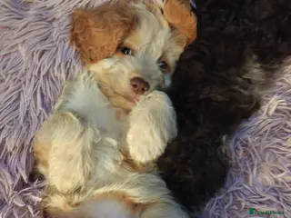 Cockapoo dogs Cockapoo READY FOR NEW HOME - Advert 4