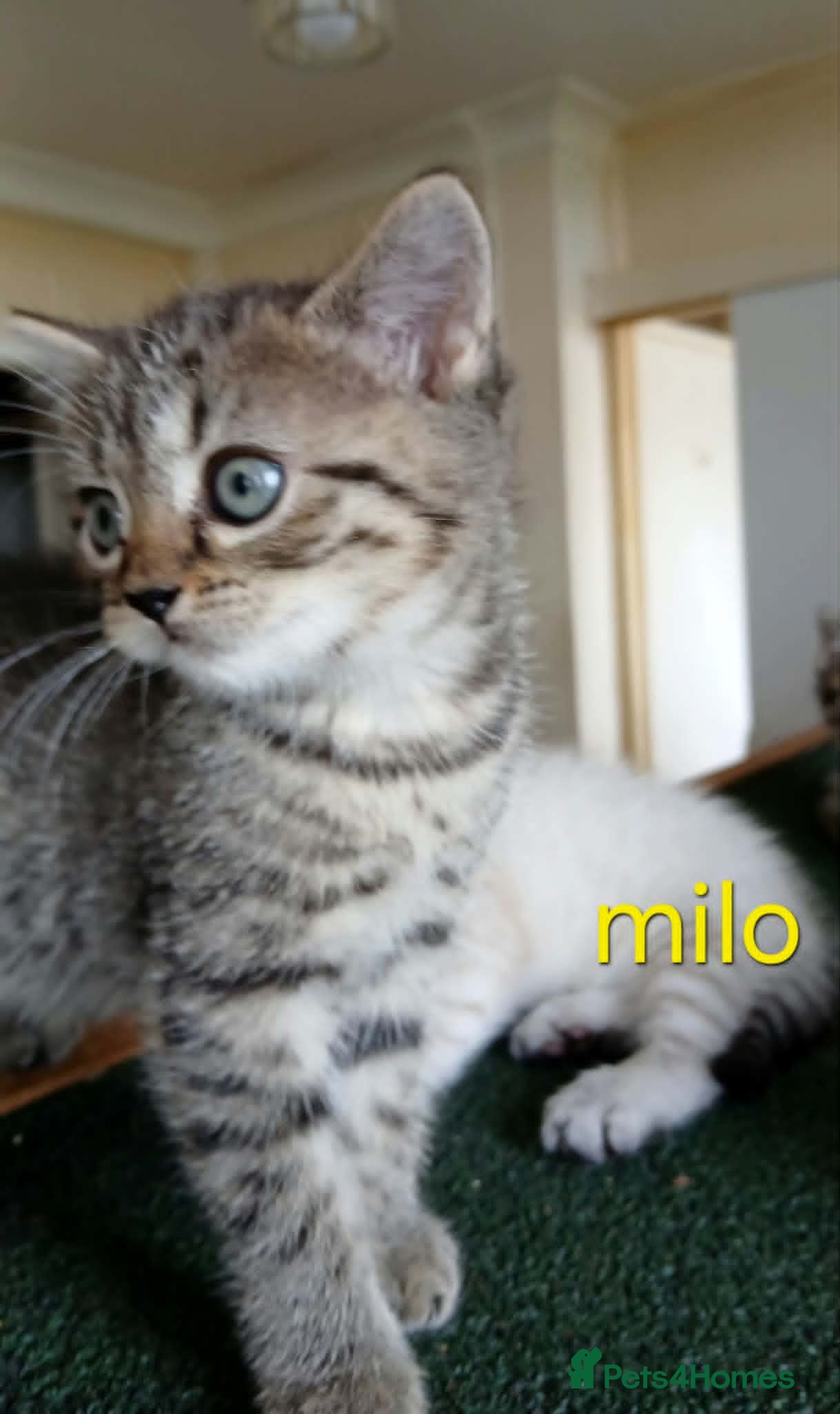 British Shorthair cats Bsh X Scotish stright kittens. - Advert 1