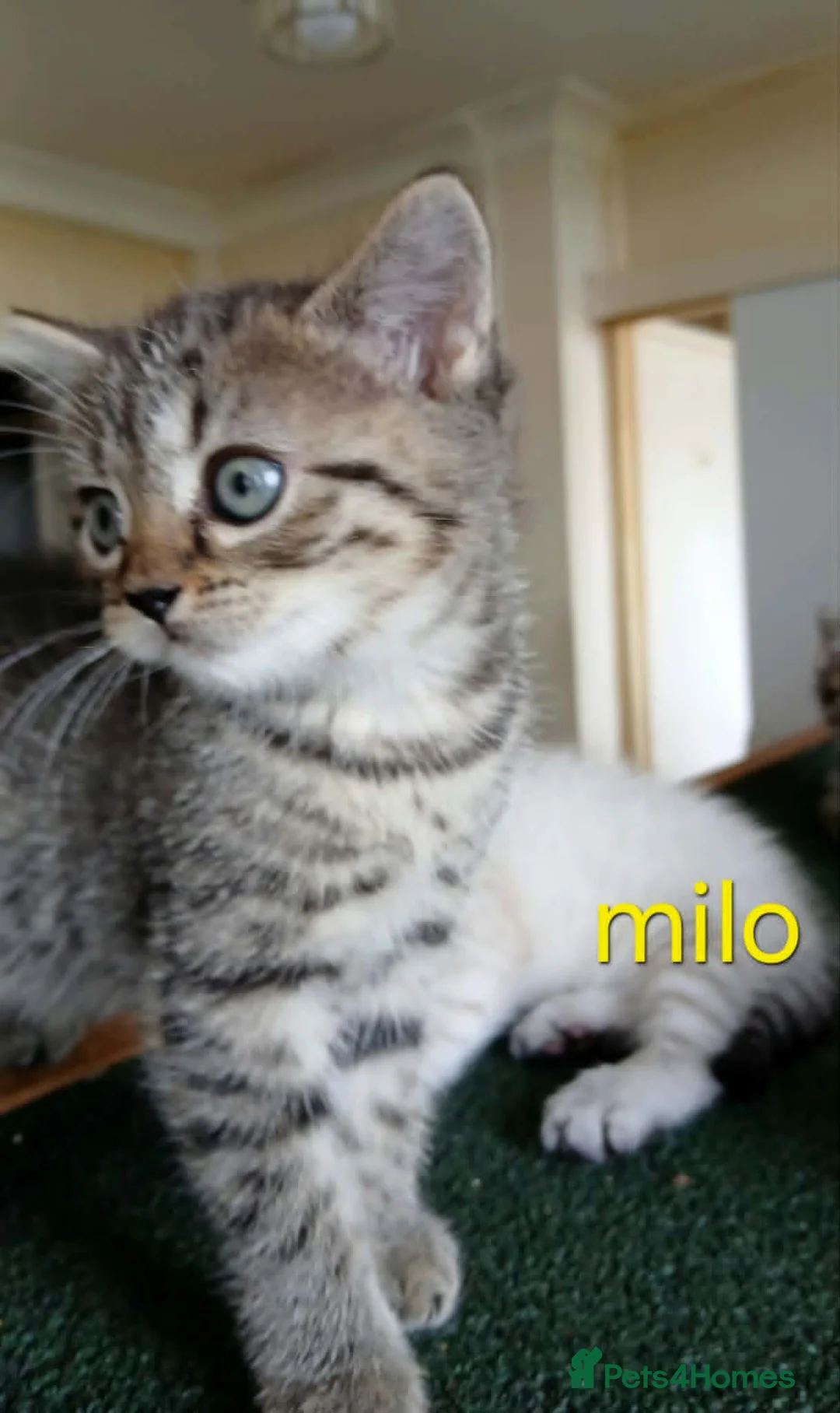 British Shorthair cats for sale: Bsh X Scotish stright kittens. - Advert 1