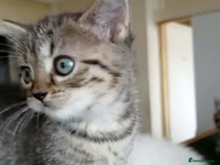British Shorthair cats Bsh X Scotish stright kittens. - Advert 6