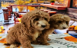 Cockapoo dogs for sale: EXTENSIVELY HEALTH TESTED PARENTS F1 COCKAPOOS - Image 12