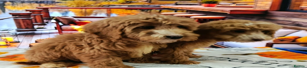 Cockapoo Puppy 2
