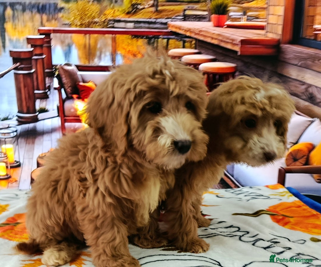 Cockapoo dogs for sale: EXTENSIVELY HEALTH TESTED PARENTS F1 COCKAPOOS - Image 12