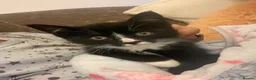 Mixed Breed cats for sale: Beautiful friendly 8 week old kittens  - Advert 6