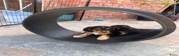 Cockerdor dogs for sale: Beautifully marked Cockerdor puppies - Advert 14