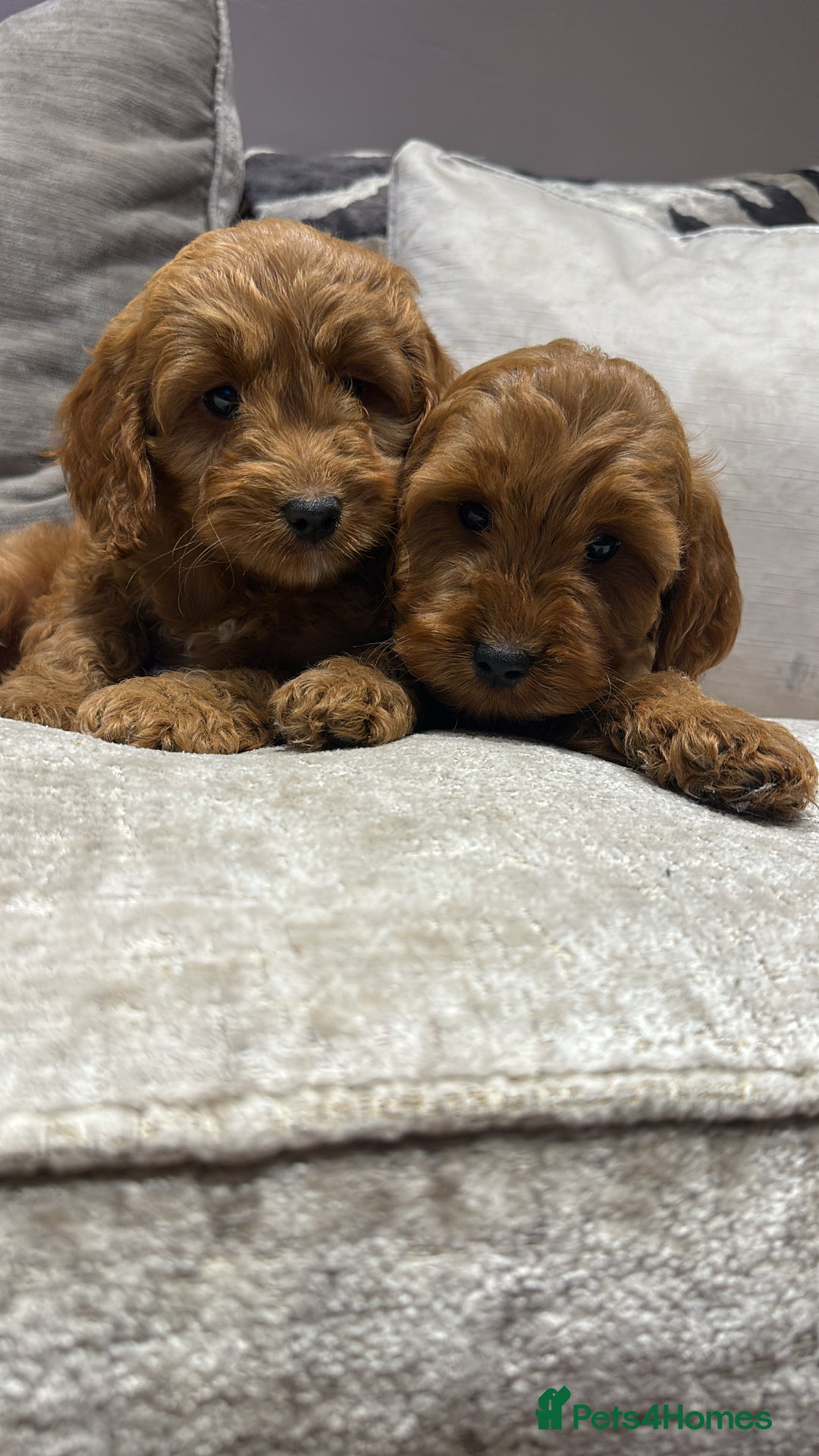 Cockapoo dogs for sale: 🐾Adorable toy cockapoos ready now 🐾 - Advert 1