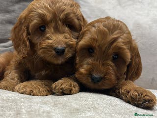 Cockapoo dogs 🐾Adorable toy cockapoos🐾 - Advert 2