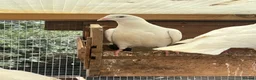 Pigeons birds for sale: Fancy pigeons - Rollers, high flyers and racers - Advert 4