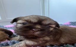 Shih Tzu dogs for sale: Imperial Shih Tzu for sale - Image 13