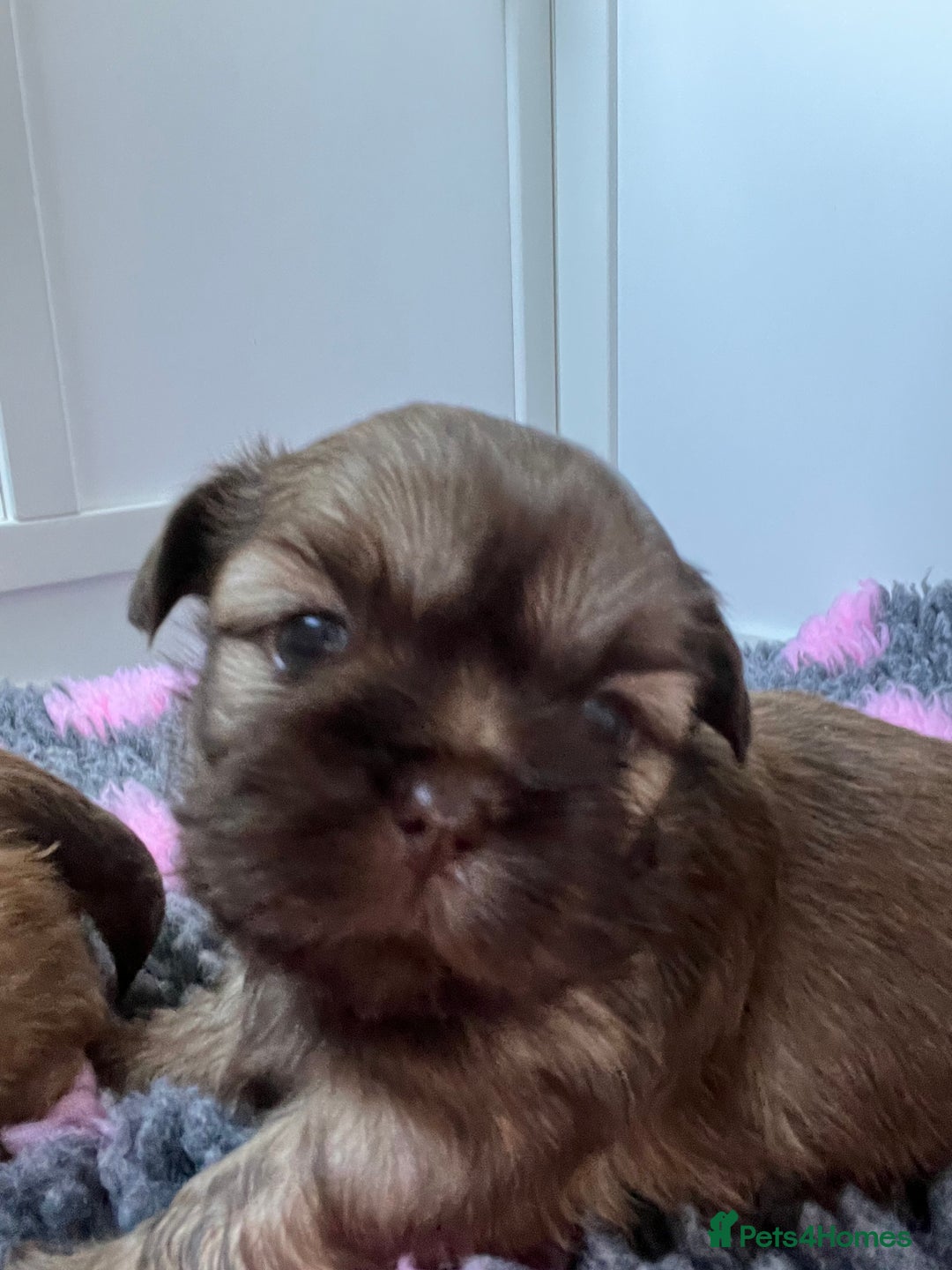Shih Tzu dogs for sale: Imperial Shih Tzu for sale - Image 13
