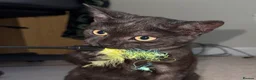 Domestic Shorthair cats for adoption: Hetty, 5 month old female kitten  in Basingstoke - Advert 2