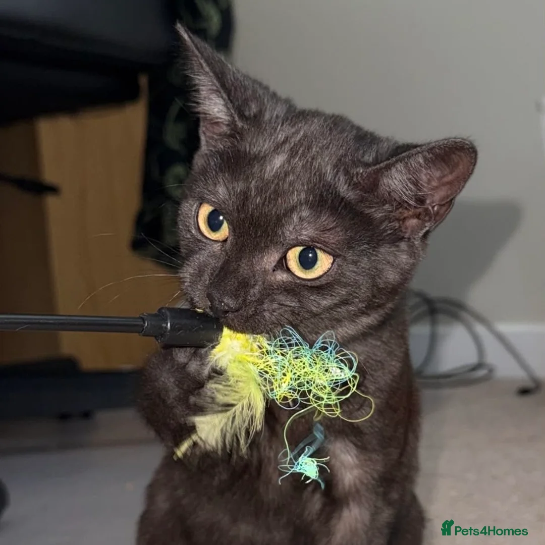 Domestic Shorthair cats for adoption: Hetty, 5 month old female kitten  in Basingstoke - Advert 2