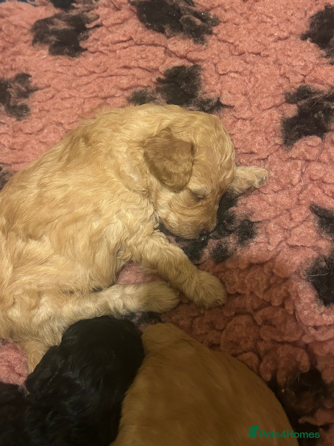 Toy Poodle dogs for sale: KC toy poodles by health tested parents  - Advert 10