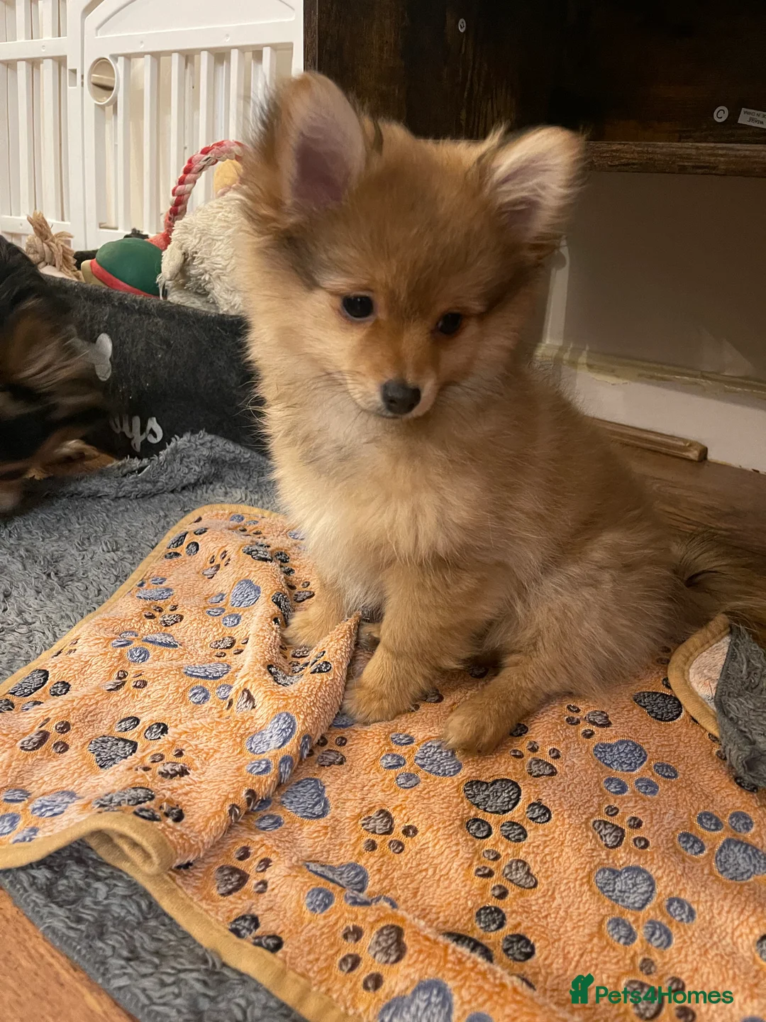 Pomchi dogs for sale: Ready Now☺️3 Pomerinian/Pomchi Puppies❤️ - Advert 6