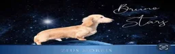 Miniature Dachshund dogs for sale: Long/smooth haired cream/Red Mini Dachshund pups - Advert 5