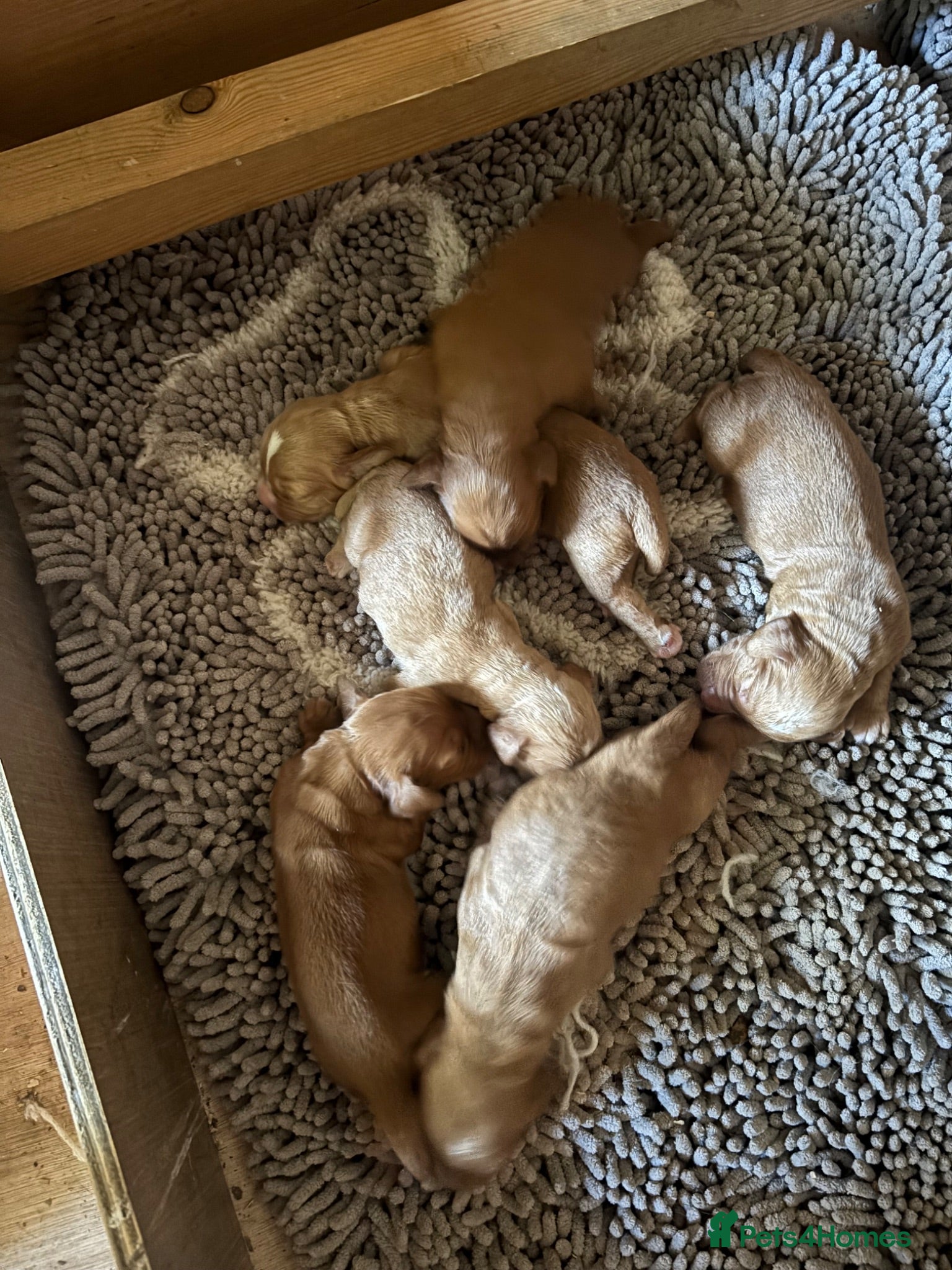 Cocker Spaniel dogs KC working cocker spaniel puppies  - Advert 1