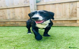 Mixed Breed dogs for sale: Spaniel x Terrier - Image 3