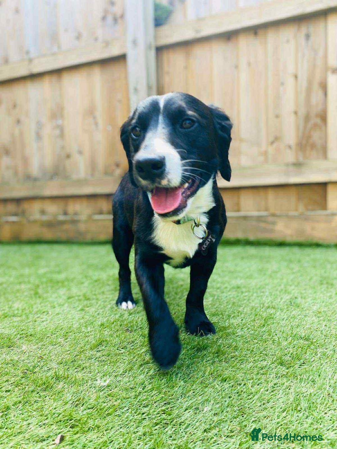 Mixed Breed dogs for sale: Spaniel x Terrier - Image 3