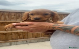Mixed Breed dogs for sale: Beautiful Sprizla Puppies  - Image 23