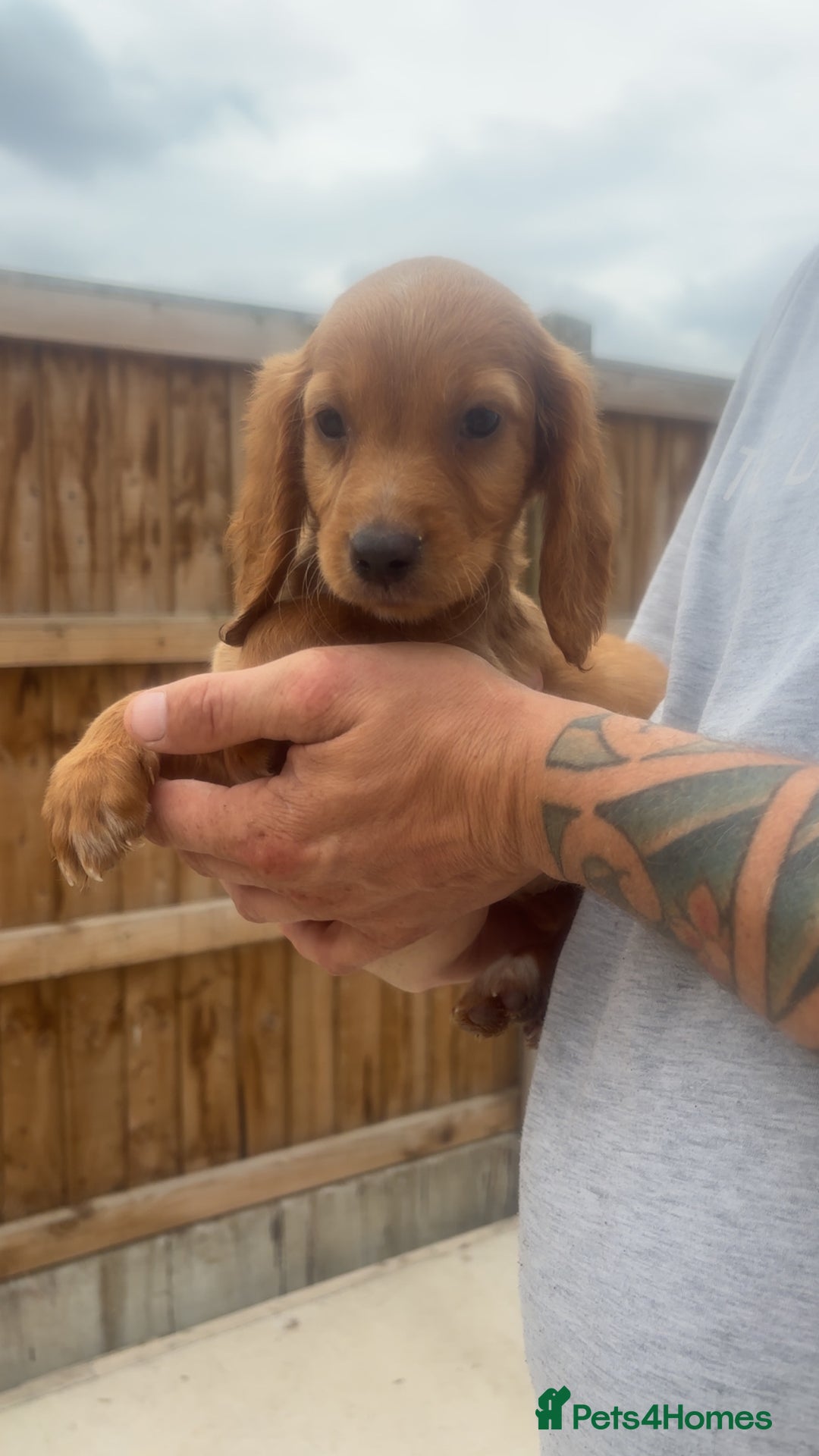 Mixed Breed dogs for sale: Beautiful Sprizla Puppies  - Image 23