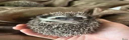 Pygmy Hedgehog rodents for sale: Two Gorgeous Hoglets for Loving Forever Homes - Advert 8